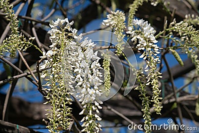 In spring the wisteria blooms, the white-petaled flowers descend in clusters from the pergola into the flower garden. Stock Photo