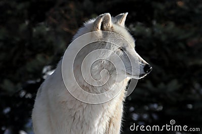 White Wolf Stock Photo