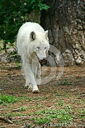 White Wolf Stock Photo