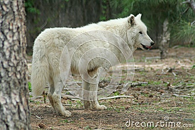 White Wolf Stock Photo