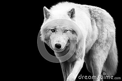 White wolf with a black background Stock Photo