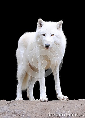 White wolf on dark background Stock Photo