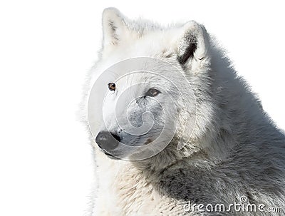 White wolf laying close-up isolated at white Stock Photo