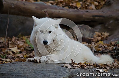 White Wolf Laying Down Stock Photo