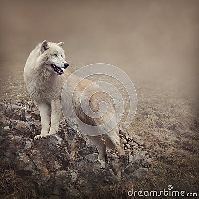 White wolf Stock Photo