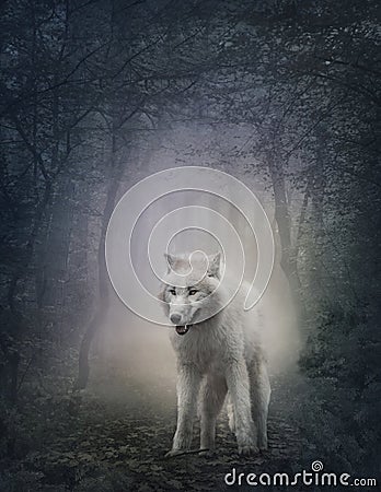 White wolf Stock Photo