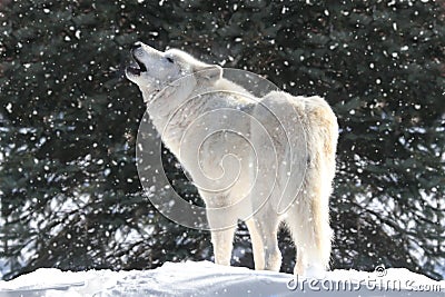 White Wolf In Snow Stock Photo