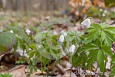 White wood anemone flowers in spring forest closeup. Forest meadow covered by Primerose flowers Stock Photo