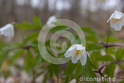 White wood anemone flowers in spring forest closeup. Forest meadow covered by Primerose flowers Stock Photo