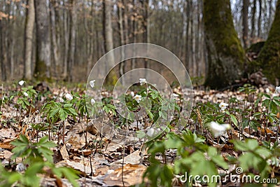 White wood anemone flowers in spring forest closeup. Forest meadow covered by Primerose flowers Stock Photo