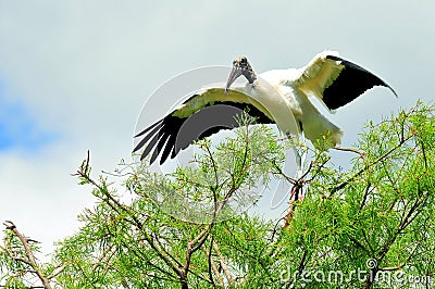 White Wood stork on tree branch in wetland Stock Photo