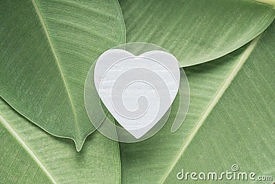 White wooden heart on ficus leaves Stock Photo