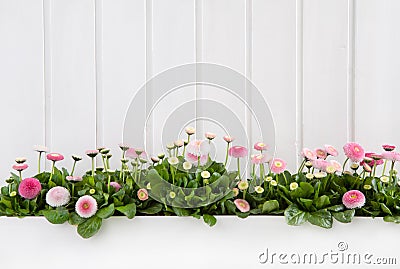 White wooden spring background with pink daisy flowers. Stock Photo