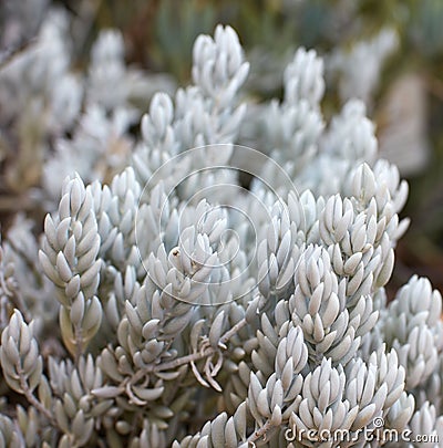 White woolly scenecio plants growing outdoors in nature. Closeup of perennial or seasonal succulents with smooth silver Stock Photo