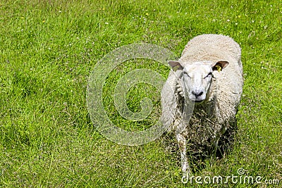 White woolly sheep runs on meadow, Hemsedal, Viken, Norway Stock Photo