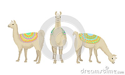 White Wooly Llama or Alpaca as Domesticated South American Camelid Vector Set Vector Illustration