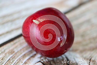 White worm in a cherry tree. A wormy cherry seen up close. A worm in a cherry fruit seen close up Stock Photo