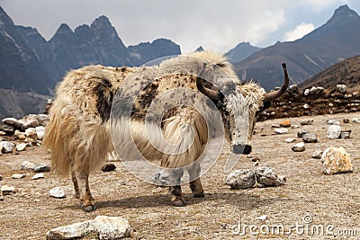 White yak on the way to Everest base camp Stock Photo