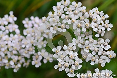 White yarrow blossoms foreground closeup view from above Stock Photo