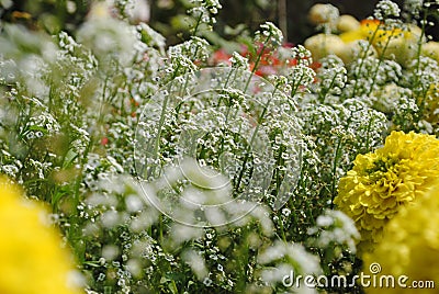 White Yarrow flower Stock Photo