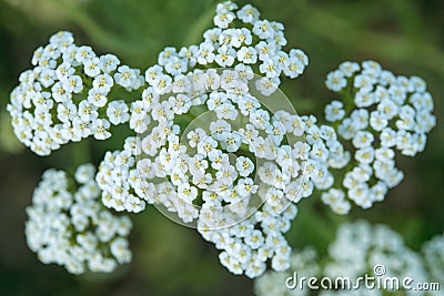 White yarrow flowers close-up Stock Photo