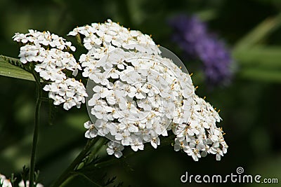 White Yarrow flowers Stock Photo