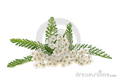 White yarrow Stock Photo