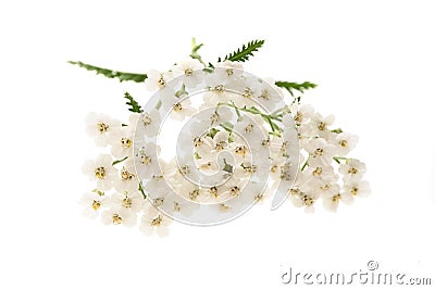 White yarrow Stock Photo