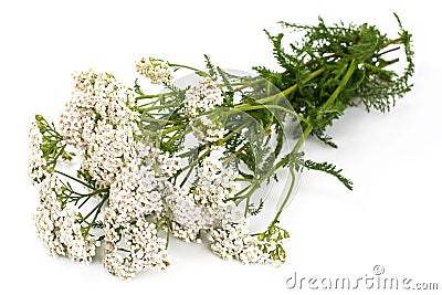 White yarrow flowers Stock Photo