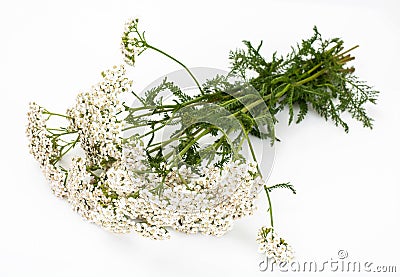 White yarrow flowers Stock Photo