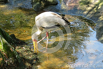 White yellow-billed stork on water background in Florida, America Editorial Stock Photo