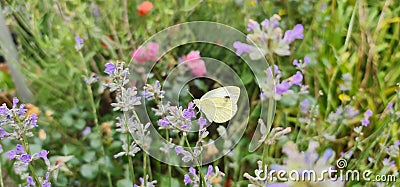 White yellow butterfly schmetterling on lavender in summer Stock Photo