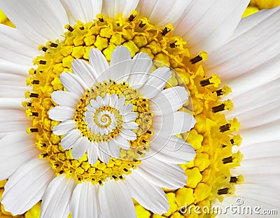 White yellow camomile daisy cosmos kosmeya flower spiral abstract fractal effect pattern background. White flower spiral abstract. Stock Photo