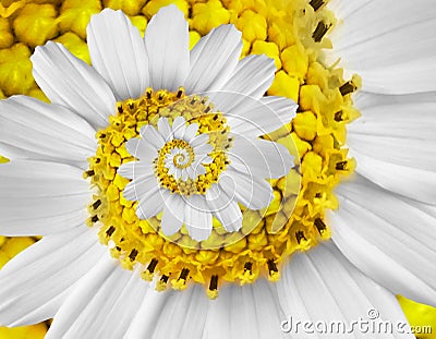 White yellow camomile daisy cosmos kosmeya flower spiral abstract fractal effect pattern background White flower spiral abstract Stock Photo
