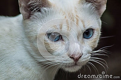 Cat face with blue eyes staring to the camera Stock Photo