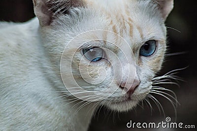 Cat face with blue eyes staring to the camera Stock Photo