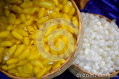 White and yellow Cocoon for protection in the pupal stage abstract background Stock Photo