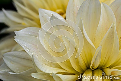 White yellow decorative Dahlia petals Close up from the side.August morning. Artistic. The concept of flowering autumn. Image is Stock Photo