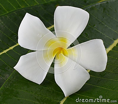 White and yellow flower plumeria Stock Photo