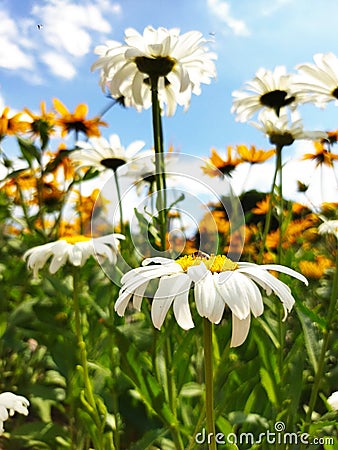 white and yellow flowers with insect on blue sky background Stock Photo