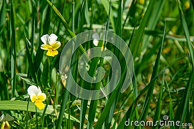 White-yellow flowers in tall grass on a blurred green background. Viola field. Stock Photo