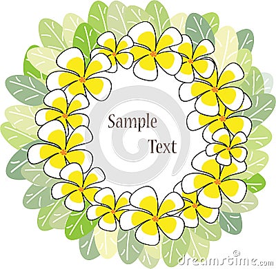 White yellow frangipani Stock Photo