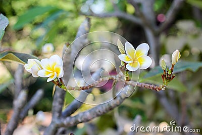 White and yellow frangipani flowers Stock Photo