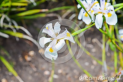 White and yellow iris Stock Photo