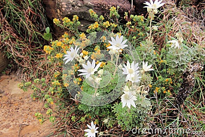 White and Yellow Native Australian Flowers in Bloom Stock Photo