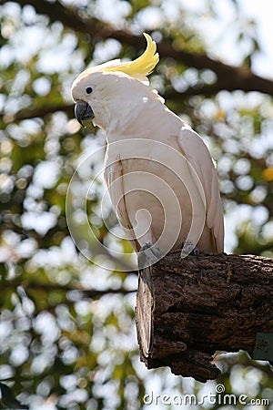 White and yellow parrot Stock Photo