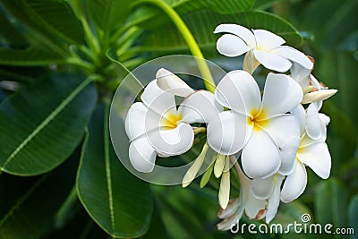 White and yellow plumeria flowers bunch blossom close up, green leaves blurred bokeh background, blooming frangipani tree branch Stock Photo