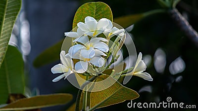 White and yellow Plumeria flowers, great smelling flowers in nature Stock Photo