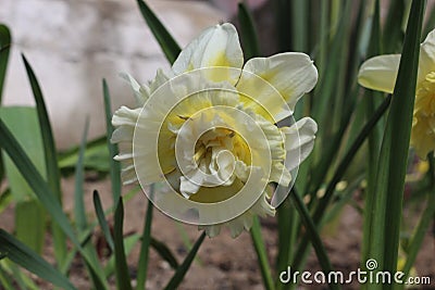 White-yellow primroses bloom in the spring garden Stock Photo