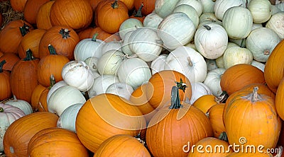 White and Yellow Pumpkin Patch Stock Photo